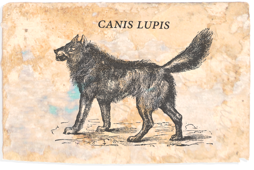 canis_lupis.png